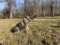 Obojek Německý ovčák L fotka 923